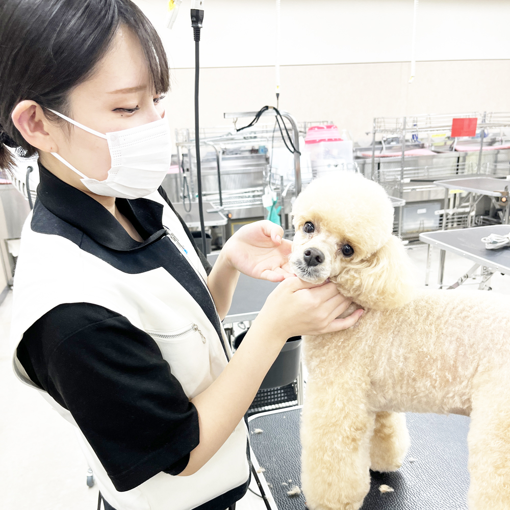 １年生の生徒が２年生のトリミングを見学♪